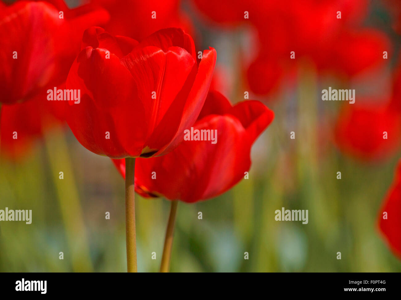 Nahaufnahme von roten Tulpen im Garten Stockfoto