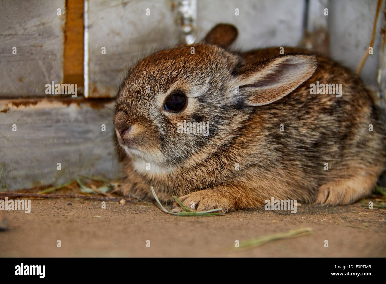 Baby-Wüste Cottontail Kaninchen zusammengekauert in der Ecke des Gebäudes Stockfoto