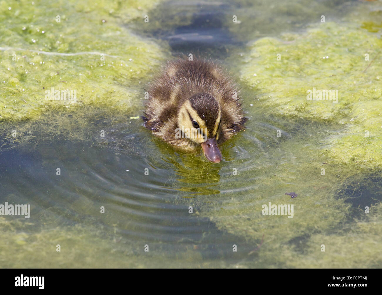 Schönen Hintergrund mit der junge Ente schwimmen in den Algen Stockfoto