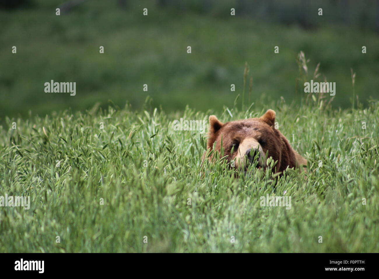 Sich abzeichnende Grizzlybär Stockfoto