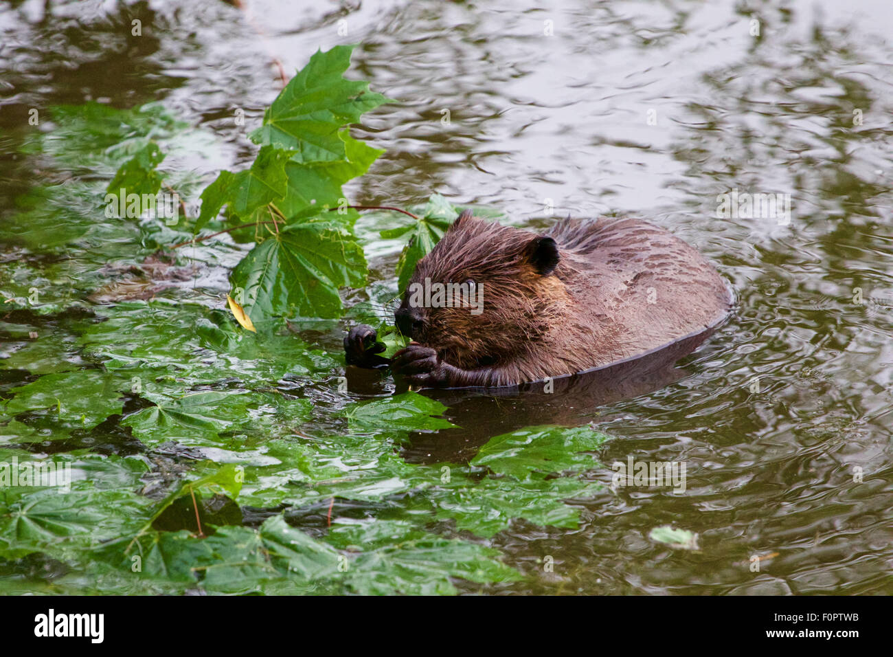 Der lustige kanadische Biber frisst die Blätter Stockfoto