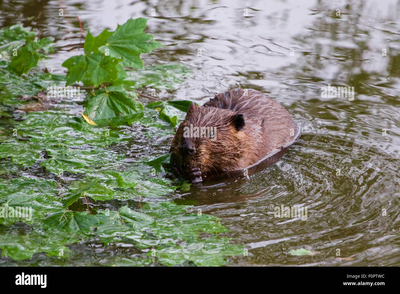 Der nordamerikanische Biber im See Stockfoto