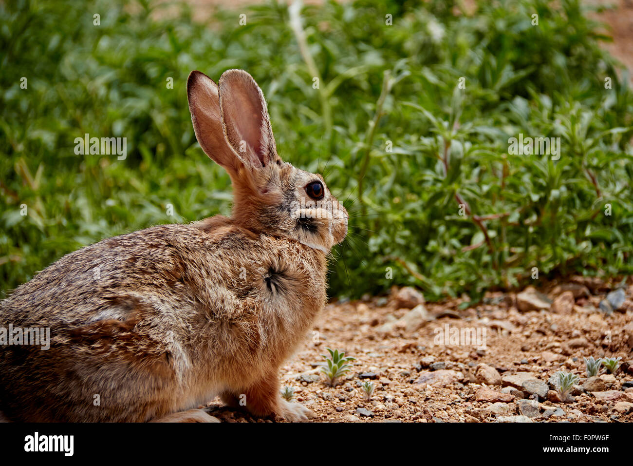 Arizona Wüste Cottontail sitzen in Unkraut mit Wind Fell Stockfoto