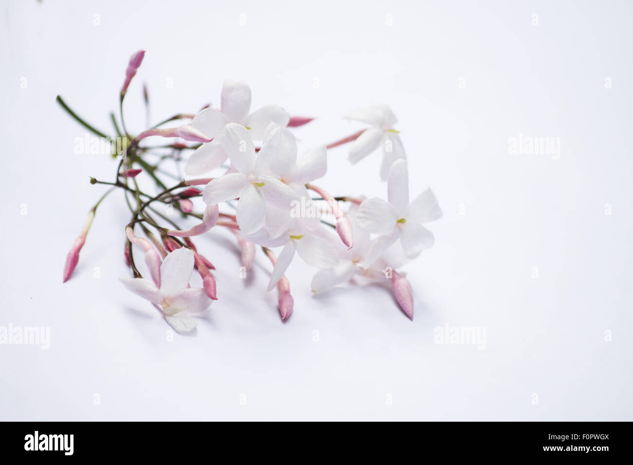 Jasmin Blüten auf weißem Hintergrund Stockfoto