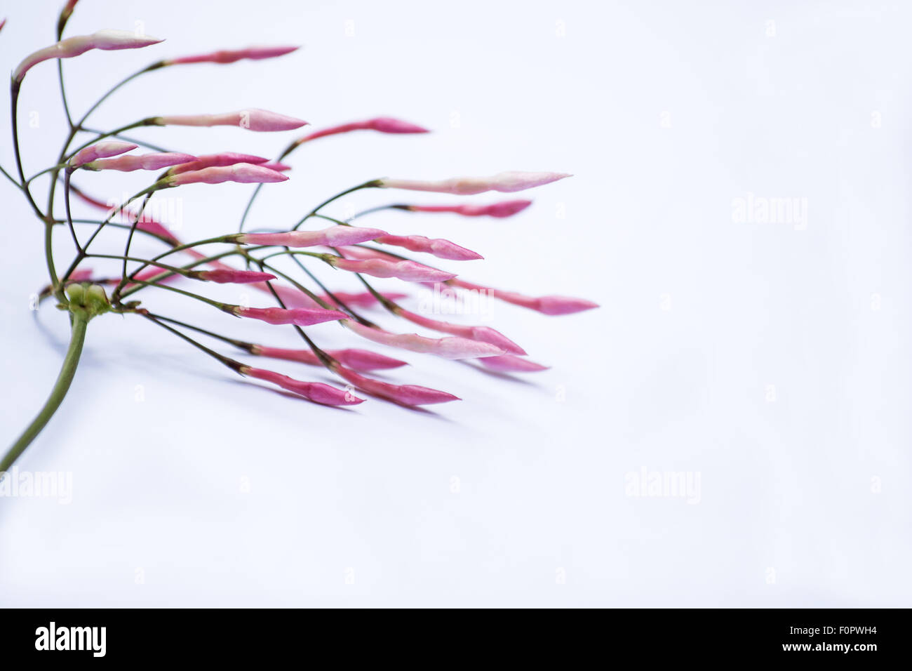 Jasmin Blüten auf weißem Hintergrund Stockfoto