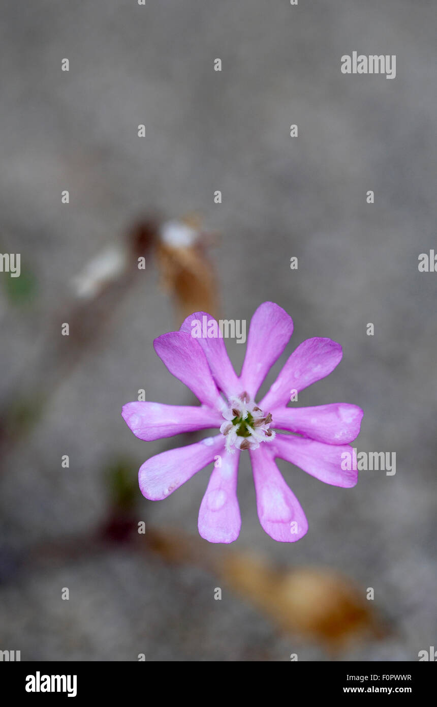 (Silene Colorata) Blume, Falassarna, Kreta, Griechenland, April 2009 Stockfoto