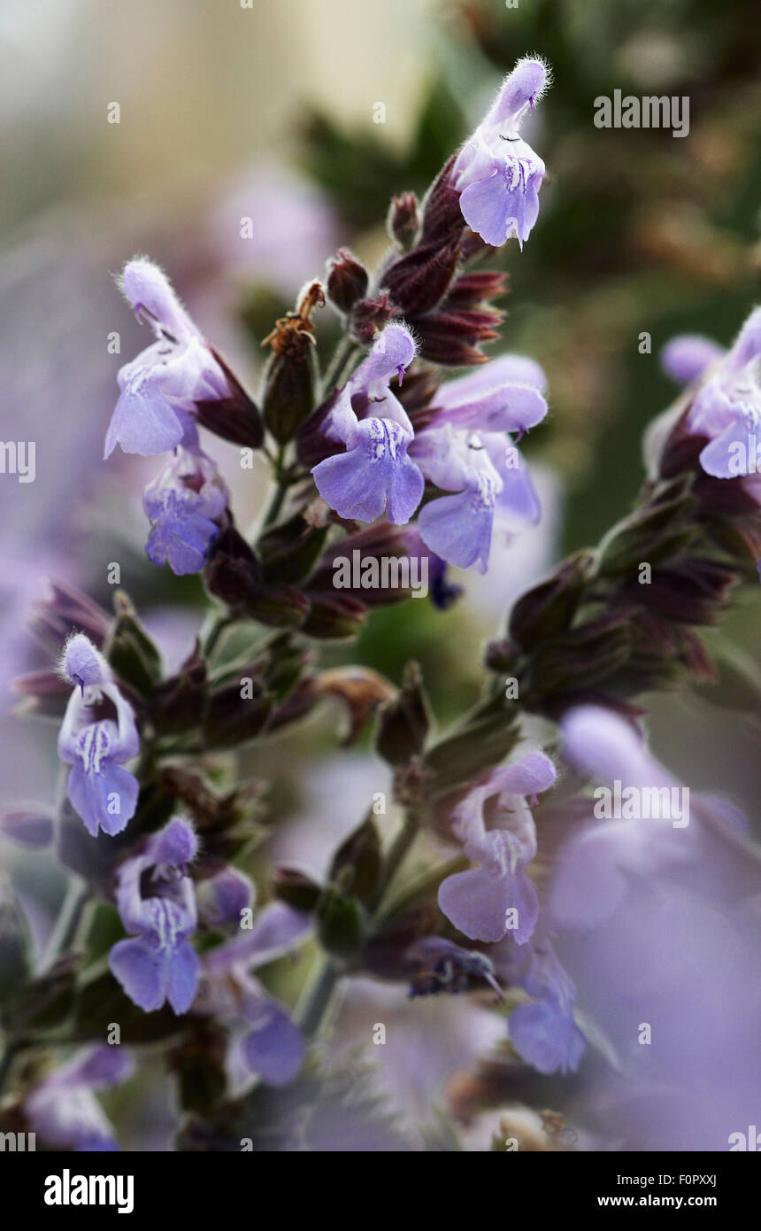 Salvia fruticosa griechischer salbei Fotos und Bildmaterial in hoher