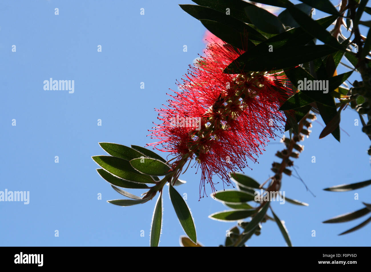 Flaschenbürste Pflanze mit roten Blüten Stockfotografie - Alamy
