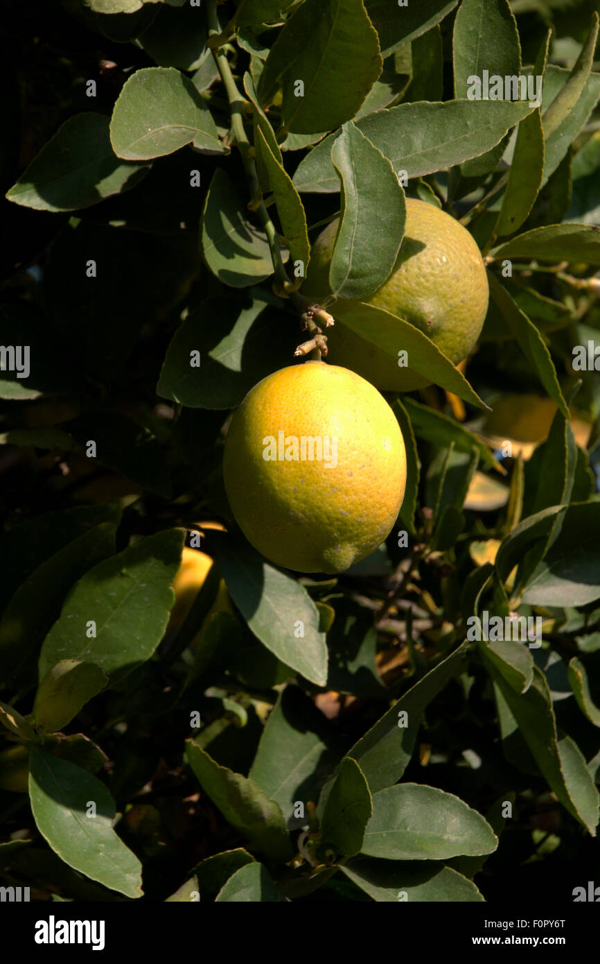 Zitronen Stockfoto