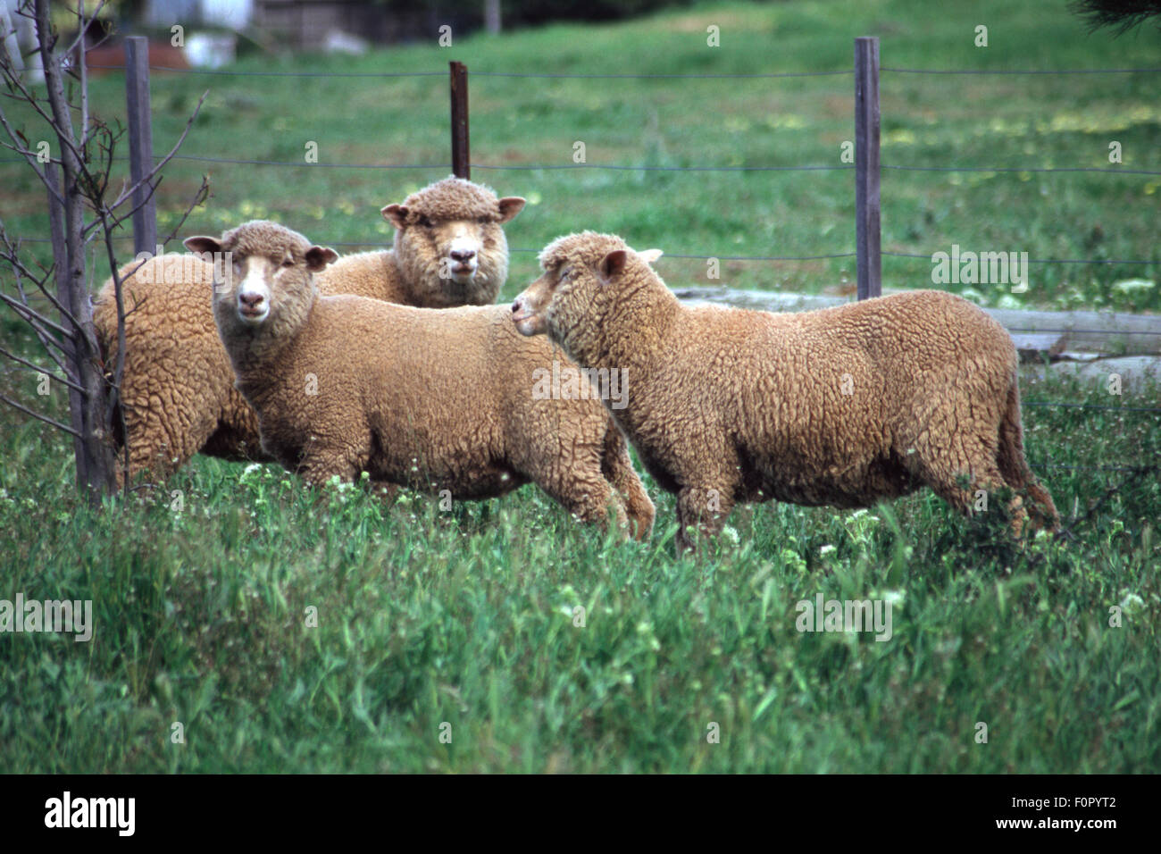 Drei Schafe auf einer Weide in der Nähe von Paradise, einer kleinen ländlichen Ortschaft im Nordwesten von Tasmanien. Australien. Stockfoto