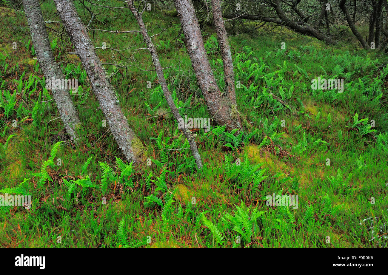 Latschen (Pinus Mugo) an der Thagårds Plantage, Nationalpark Thy, Denmark, Juli 2009 Stockfoto