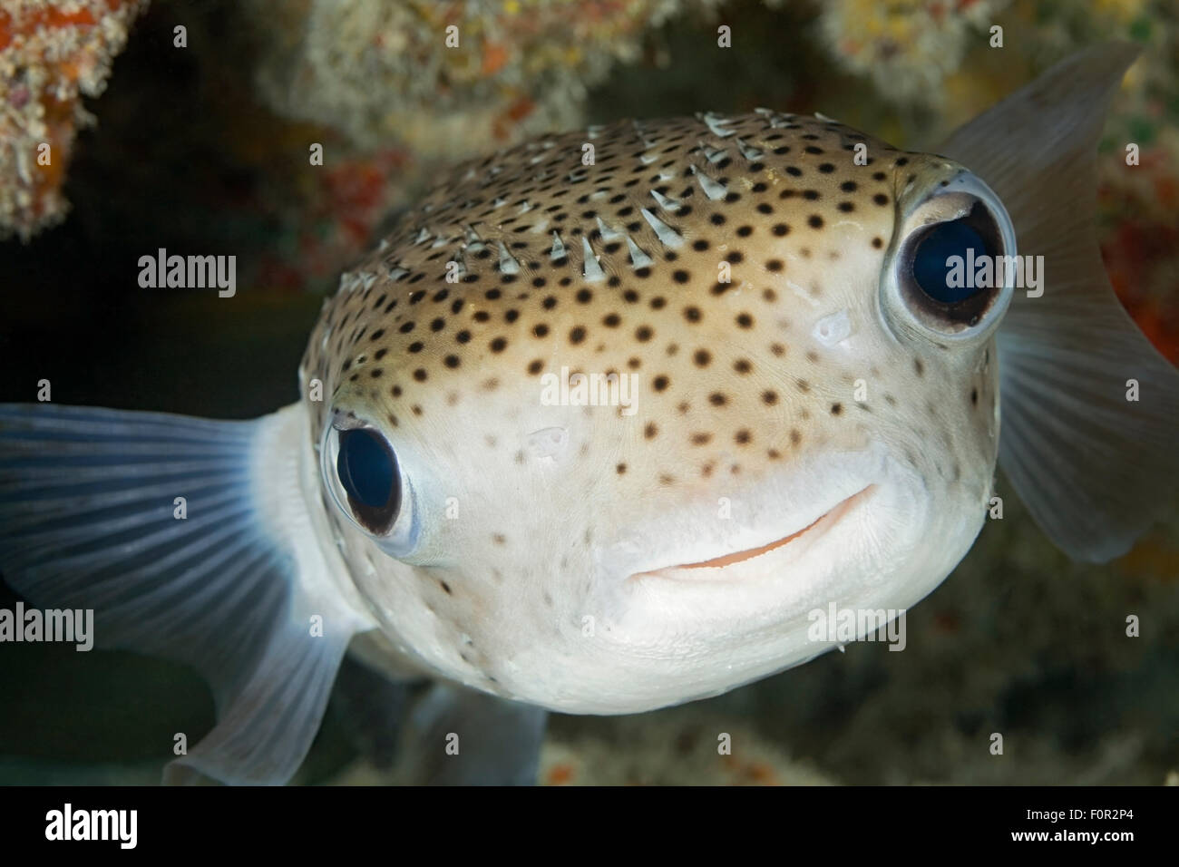 GESICHT NAHAUFNAHME DES PORCUPINE FISH Stockfoto