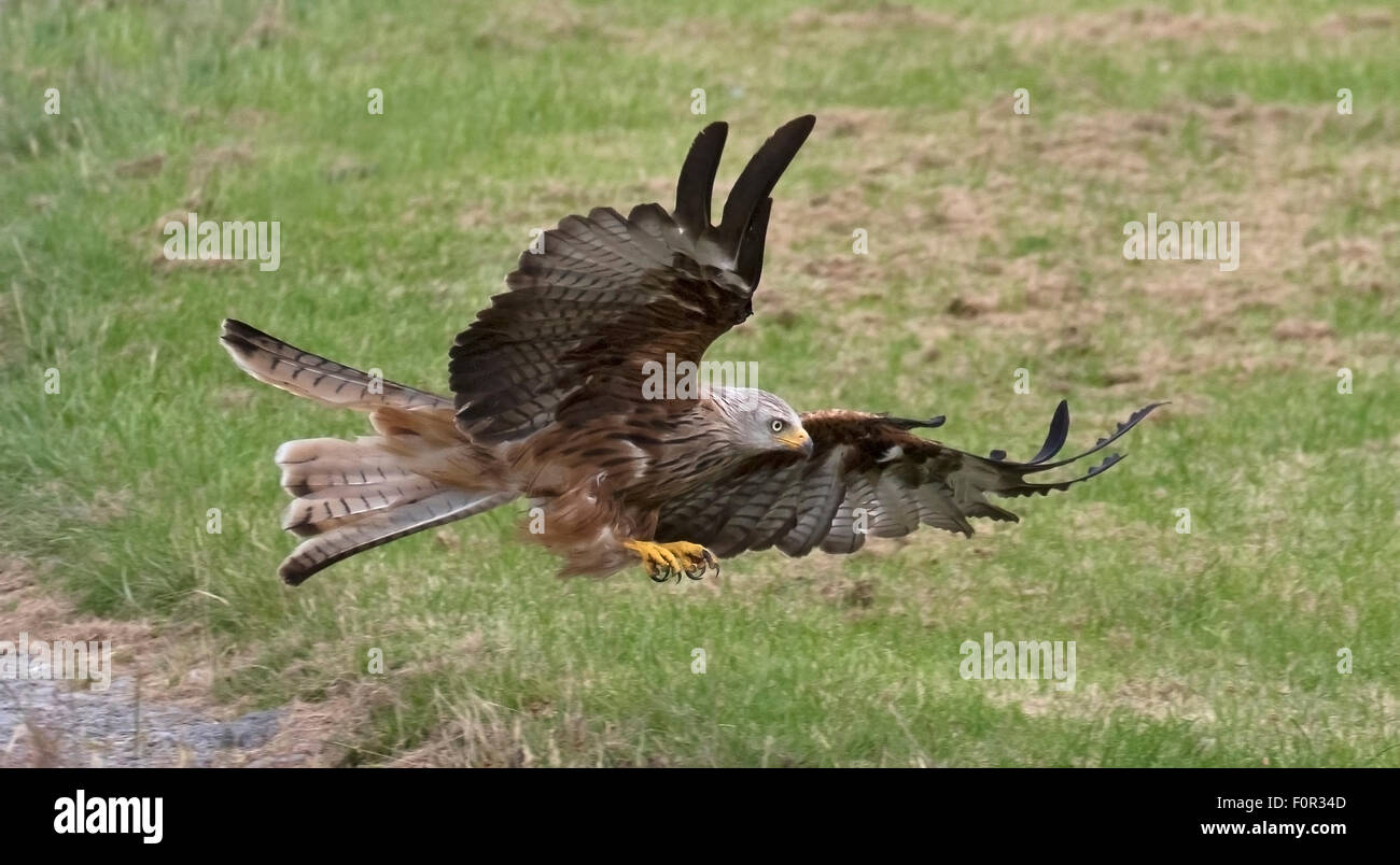 Rotmilan Tiefflug über den Futterplätzen Gigrin Farm in der Nähe von Rhayader. Stockfoto
