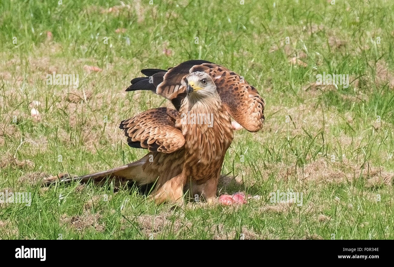 Rotmilan Fütterung auf dem Boden auf Gigrin Farm, Rhayader, Wales Stockfoto