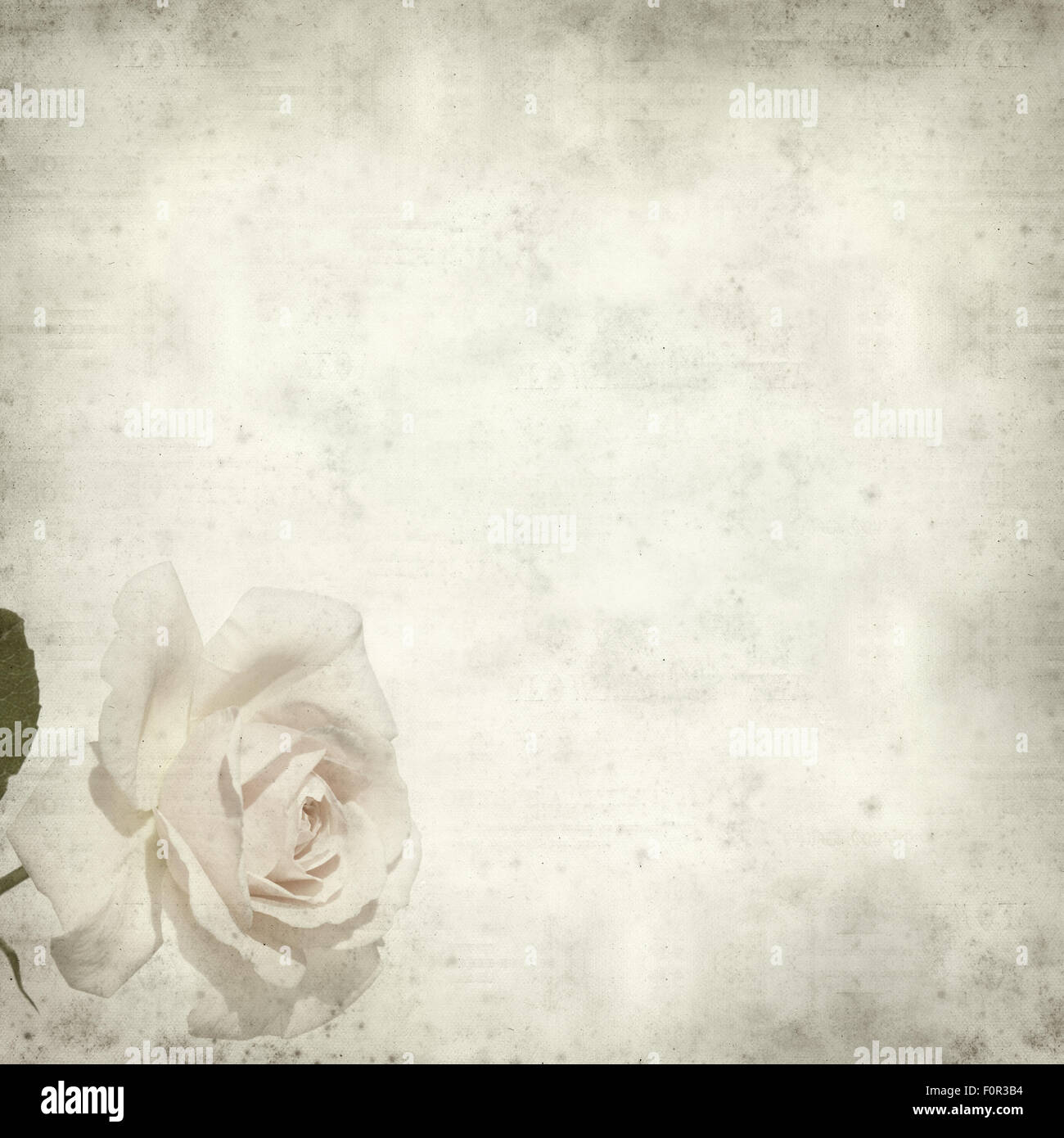 strukturierten alten Papierhintergrund mit blassen Kohl-rose Stockfoto