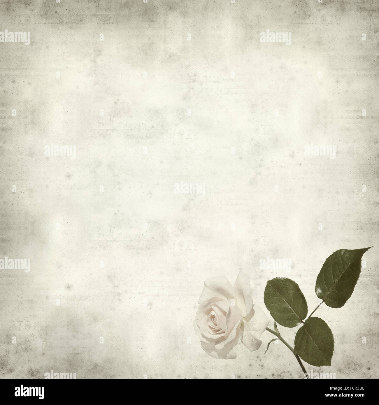 strukturierten alten Papierhintergrund mit blassen Kohl-rose Stockfoto