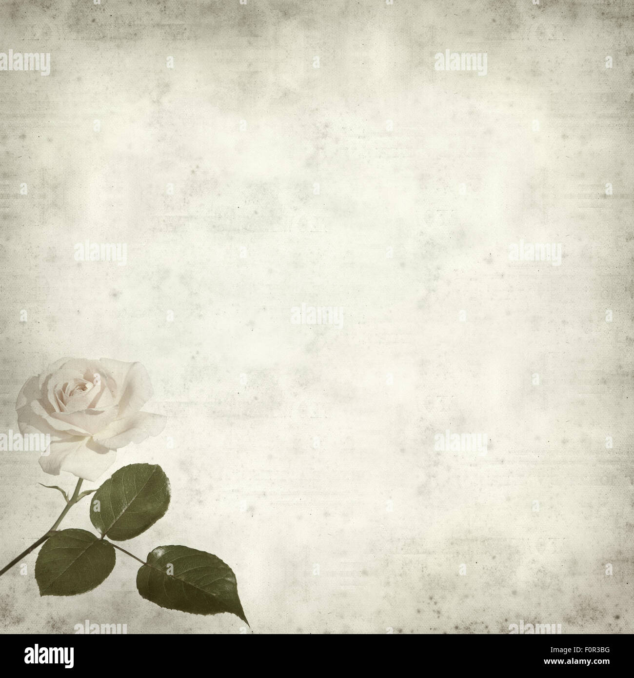 strukturierten alten Papierhintergrund mit blassen Kohl-rose Stockfoto