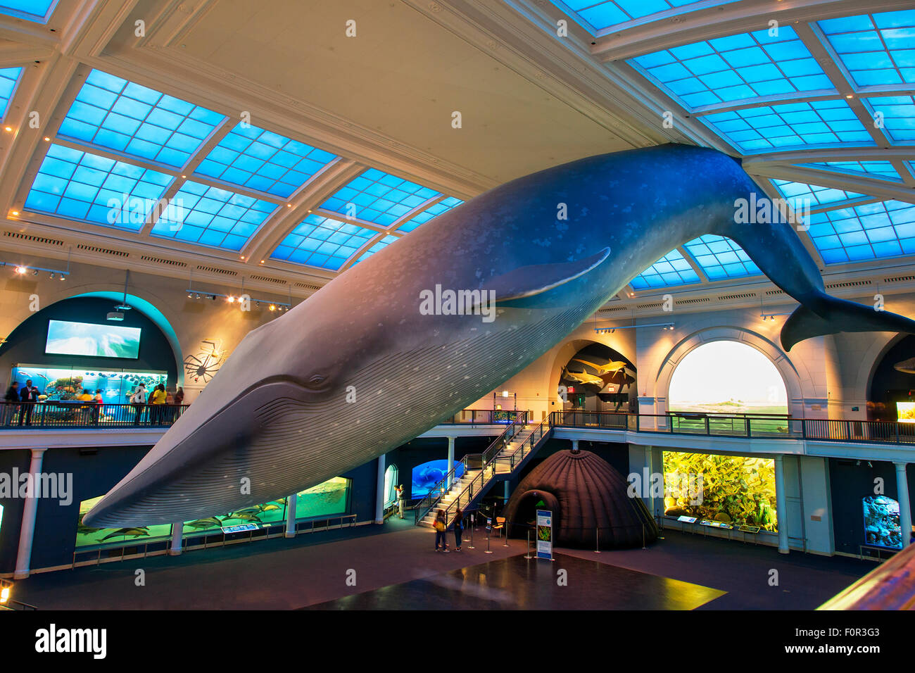 New York City, American Museum Of Natural History Stockfoto