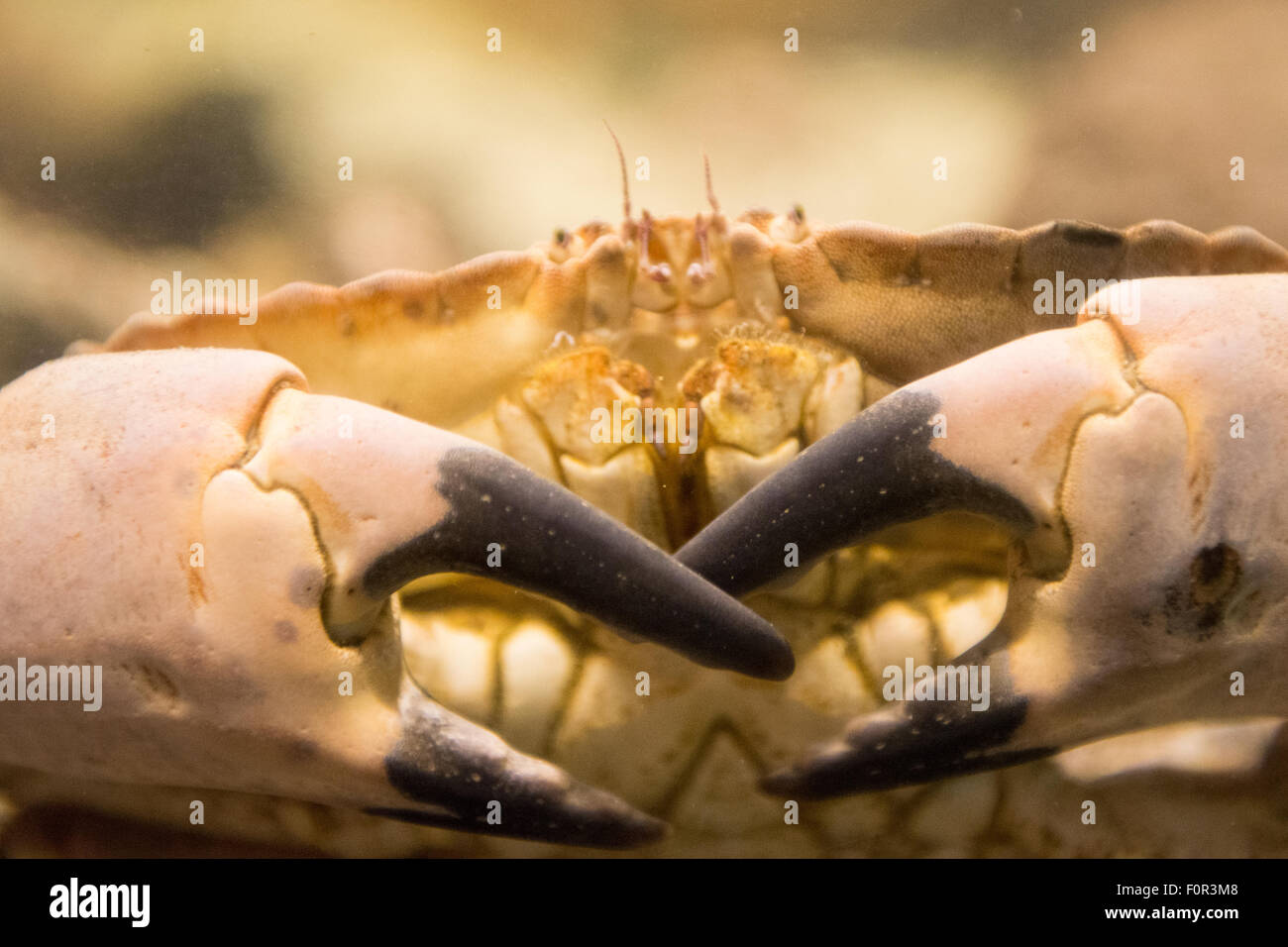Cancer Pagurus auch bekannt als essbare Krabbe oder braunen Krabben wie lebendig unter Wasser Stockfoto