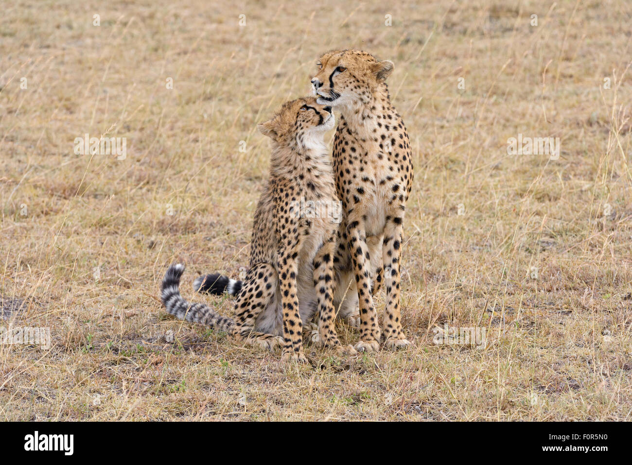 Gepard (Acinonyx Jubatus), Weibchen mit jungen, Masai Mara National Reserve, Narok County, Kenia Stockfoto