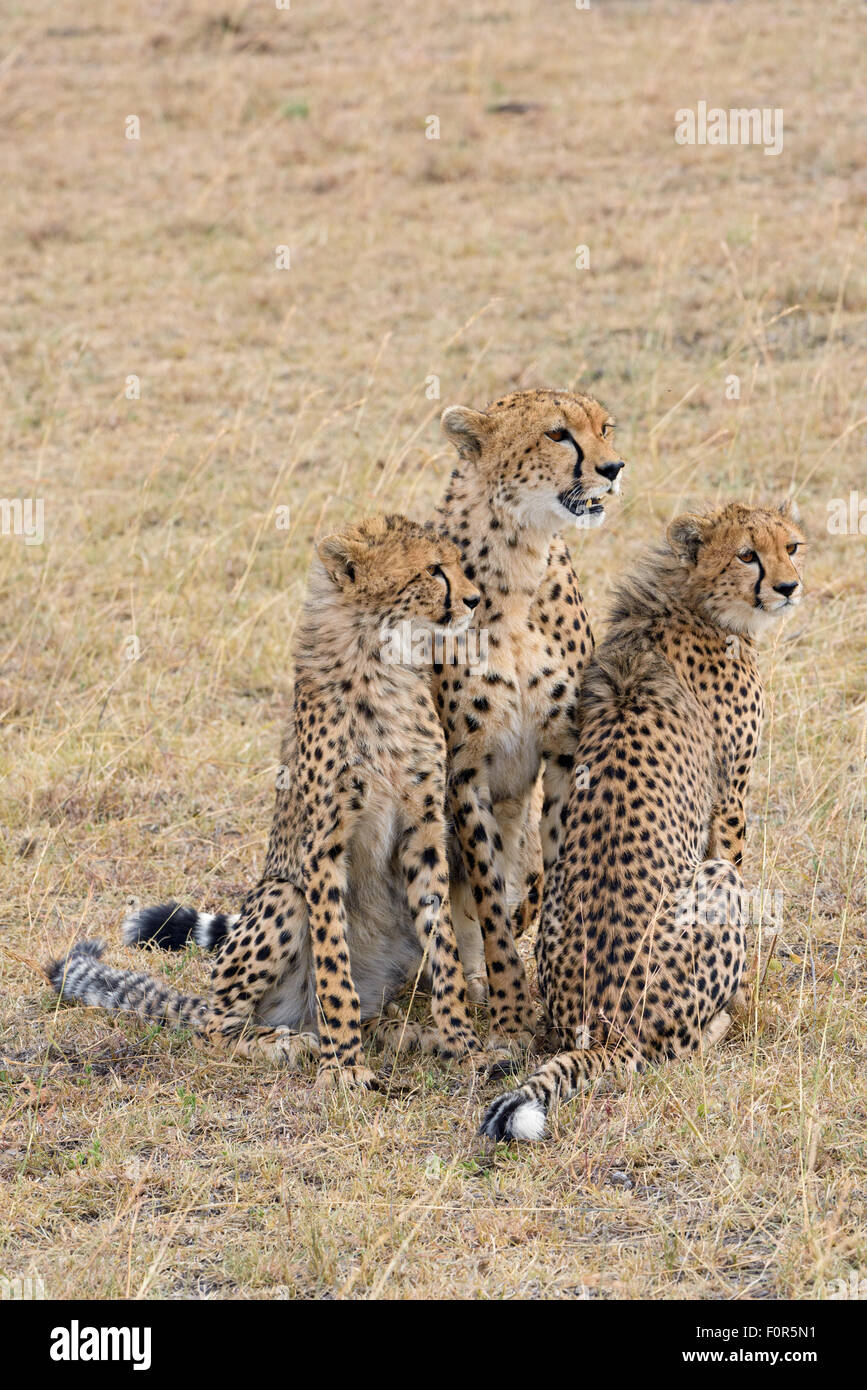 Gepard (Acinonyx Jubatus), Weiblich, junge Tiere, Masai Mara National Reserve, Narok County, Kenia Stockfoto