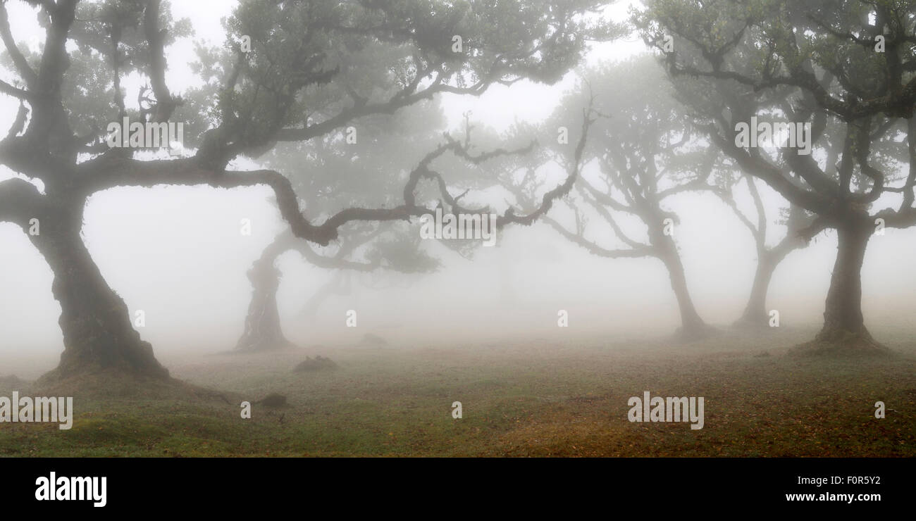 Alten Lorbeerwald oder Lorbeerwald, Stinkwood (Ocotea Foetens) Bäume im Nebel, UNESCO-Weltkulturerbe, Atelier, Madeira Stockfoto