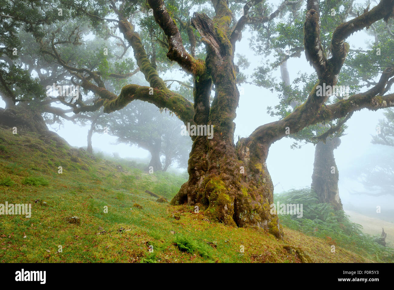 Alten Lorbeerwald oder Lorbeerwald, Stinkwood (Ocotea Foetens) Bäume im Nebel, UNESCO-Weltkulturerbe, Atelier, Madeira Stockfoto