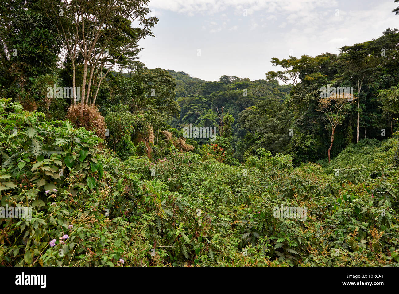 Regenwald der Bwindi Impenetrable National Park, Uganda, Afrika Stockfoto