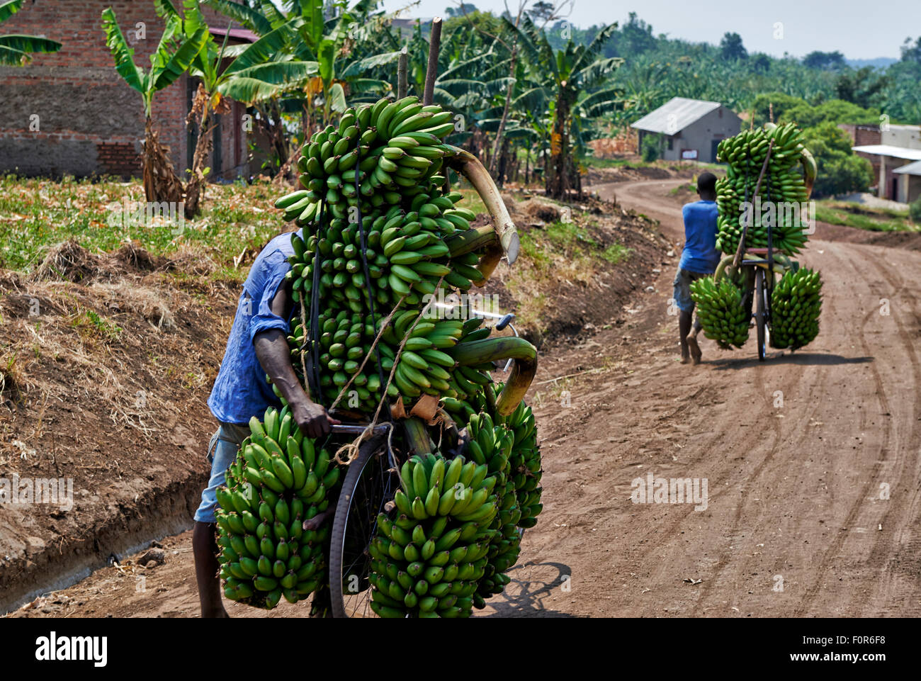 Banane Fahrrad, Kraterseen Bunyaruguru Region, Uganda, Afrika Stockfoto