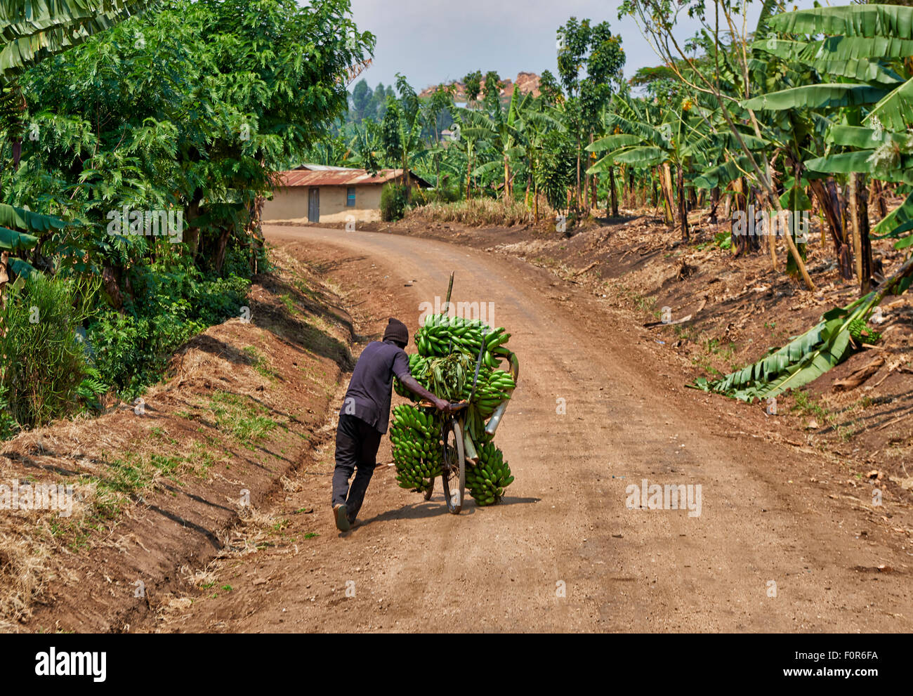 Banane Fahrrad, Kraterseen Bunyaruguru Region, Uganda, Afrika Stockfoto