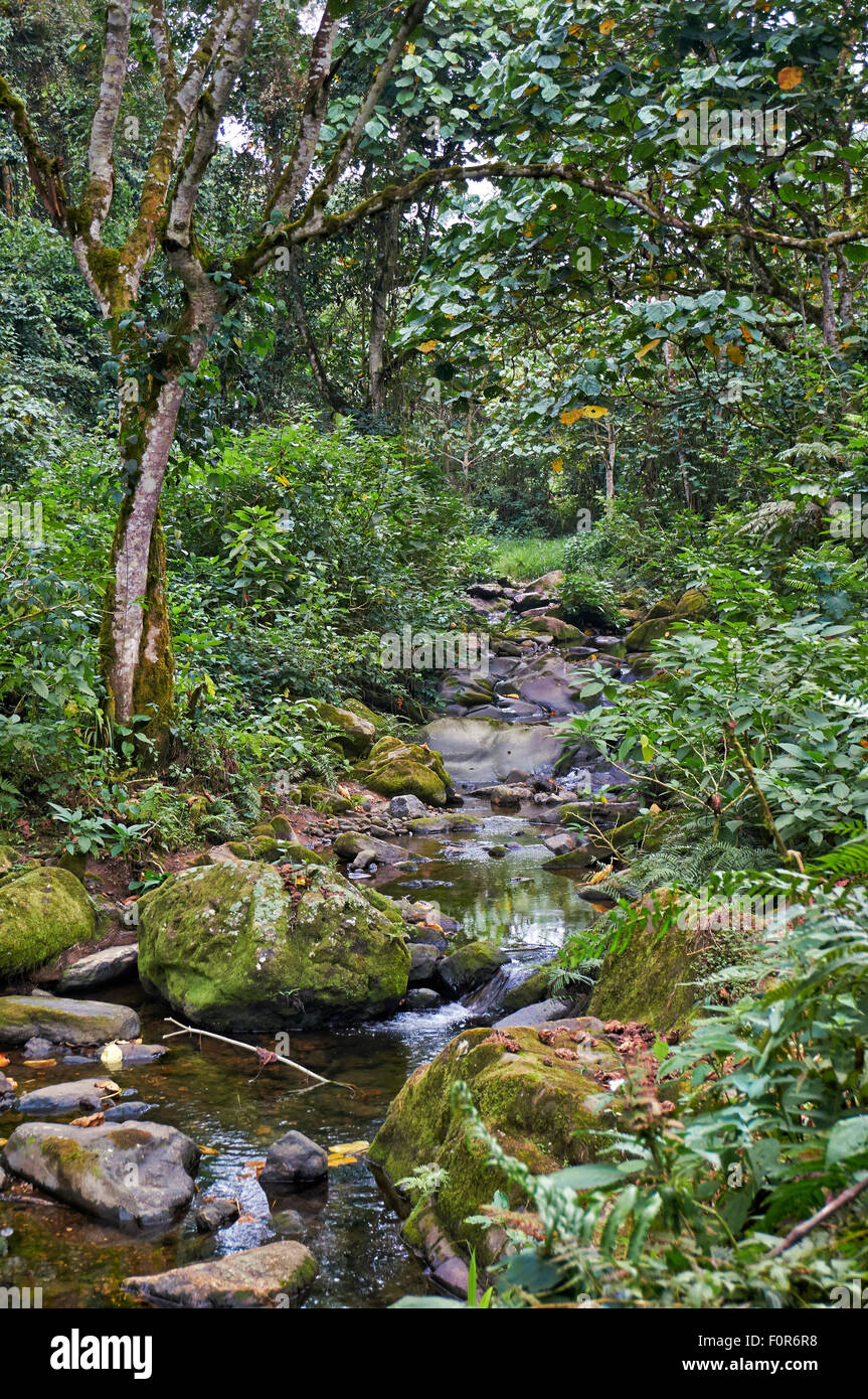 Regenwald der Bwindi Impenetrable National Park, Uganda, Afrika Stockfoto