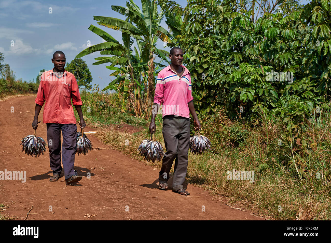 Fischer ihren Fang nach Hause bringen Bunyaruguru Kraterseen Region, Uganda, Afrika Stockfoto