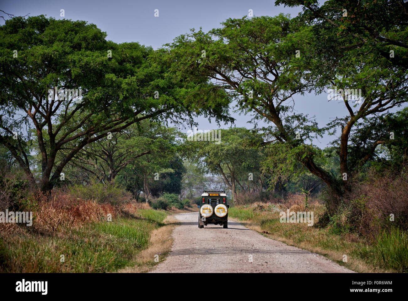 4 x 4 Geländewagen auf Schotterstraße umgeben von großen Bäumen in Queen Elizabeth National Park, Uganda, Afrika Stockfoto