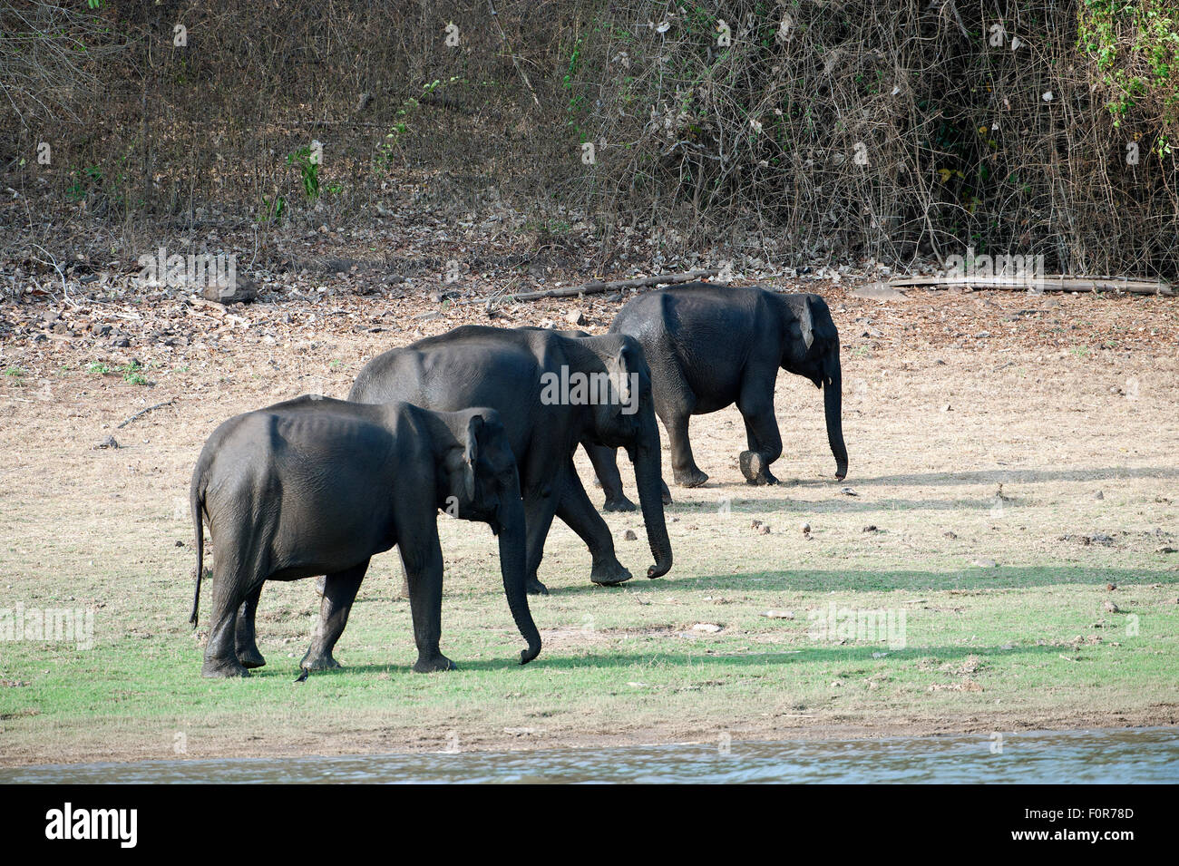 Asiatische Elepahants an in Nagarhole National Park, Süd-Indien Stockfoto