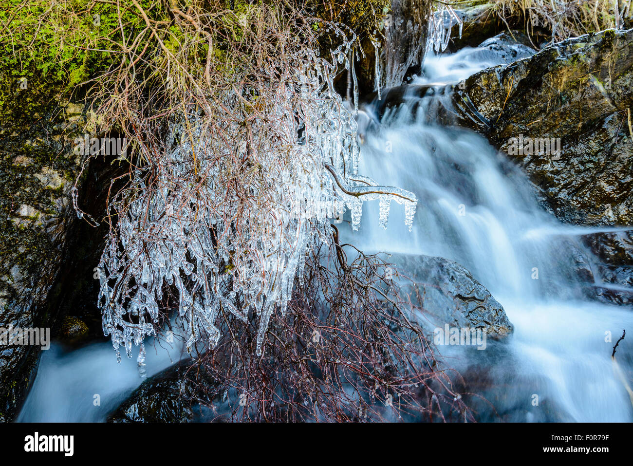 Eiszapfen auf überhängenden Zweigen auf Selside Beck über Coniston Water, Lake District Stockfoto