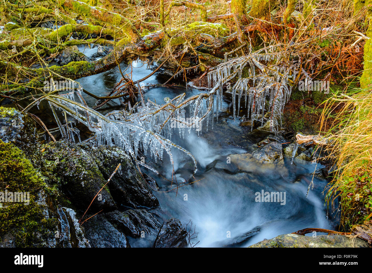 Eiszapfen auf überhängenden Zweigen auf Selside Beck über Coniston Water, Lake District Stockfoto