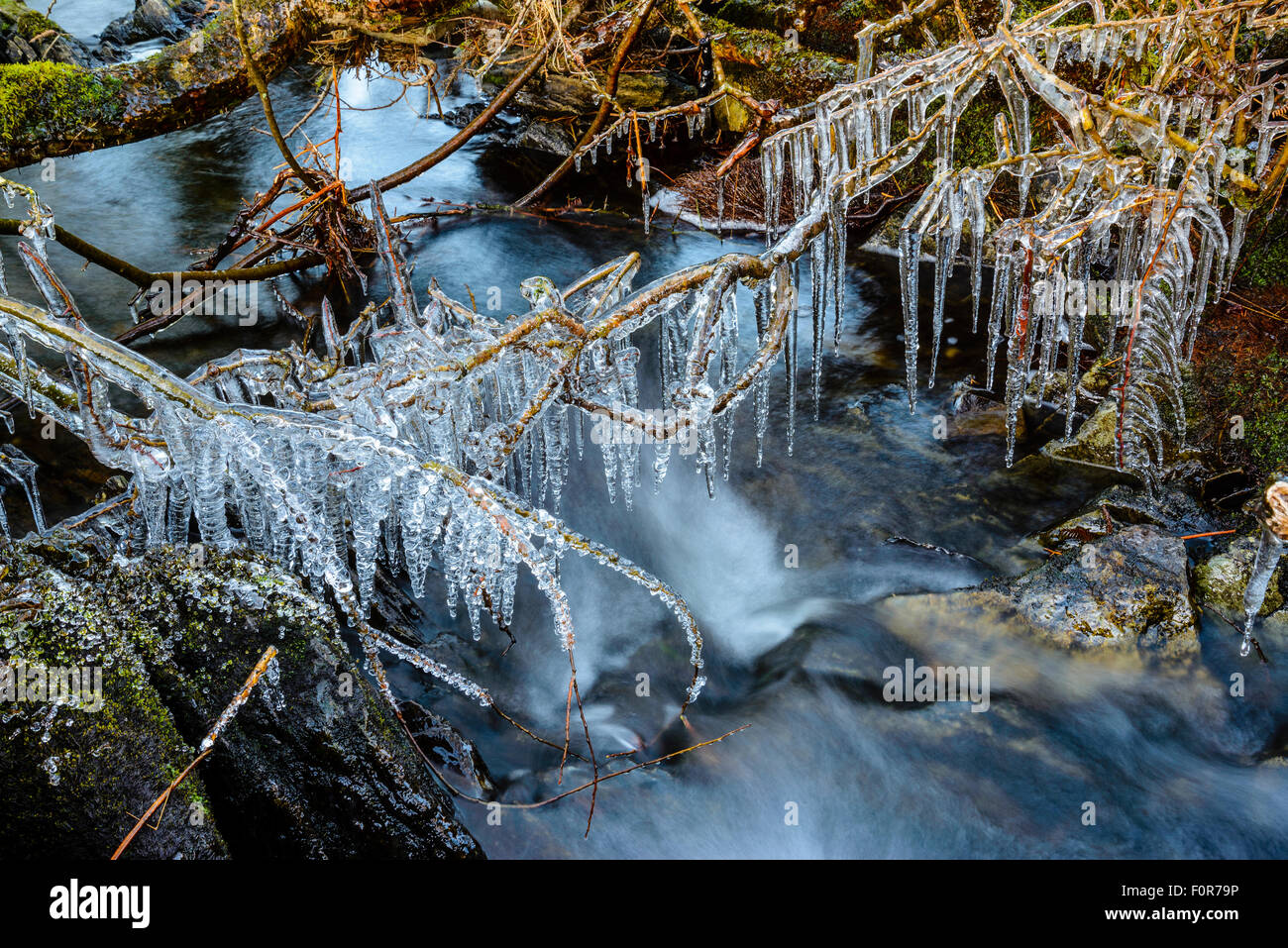 Eiszapfen auf überhängenden Zweigen auf Selside Beck über Coniston Water, Lake District Stockfoto