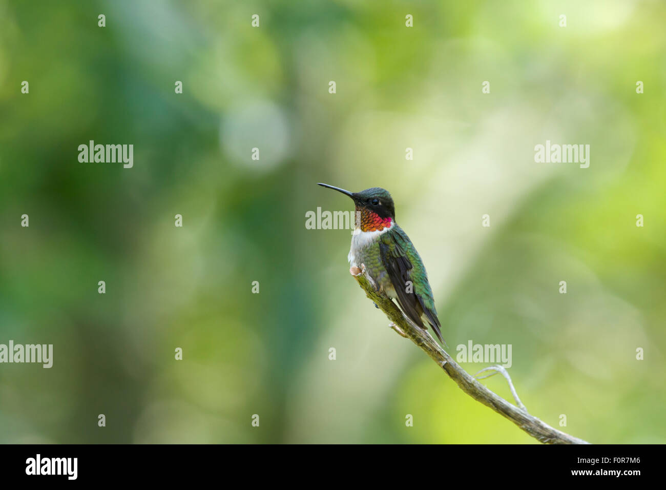 Ruby – Throated Kolibri - männliche bei Res Archilochos Colubris Golfküste von Texas, USA BI027176 Stockfoto