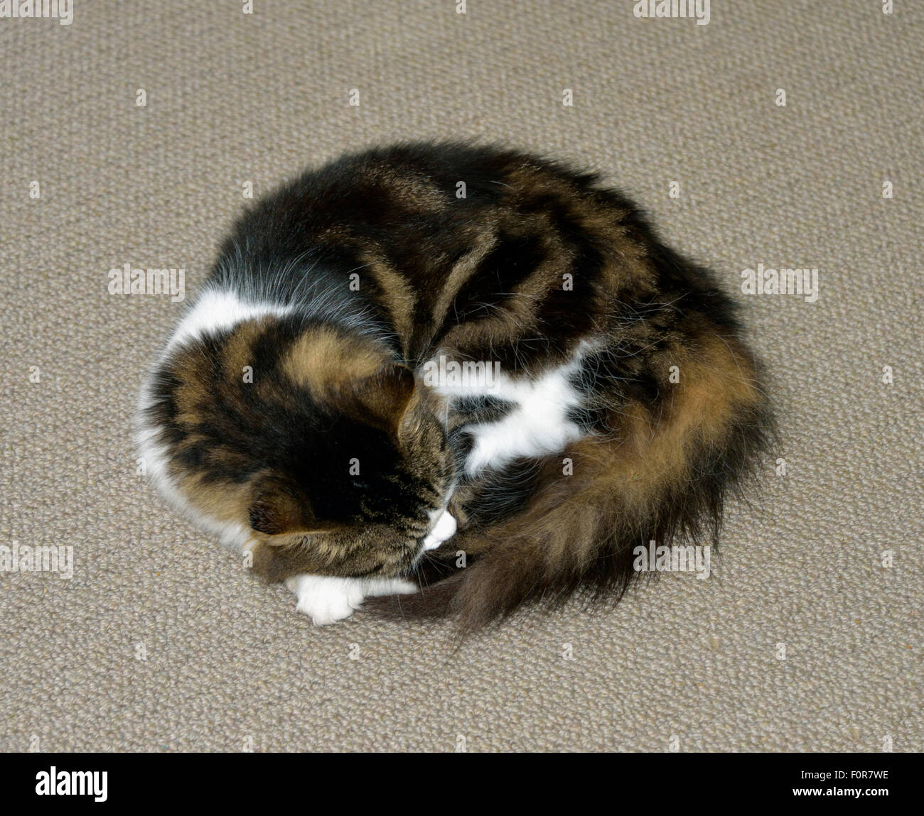 Katze schläft auf Teppich. Stockfoto