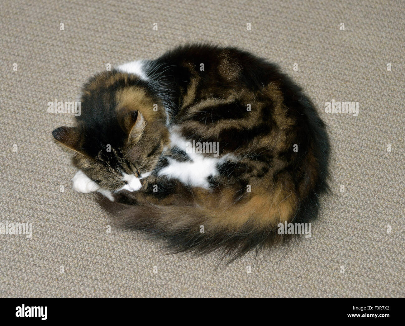 Katze schläft auf Teppich. Stockfoto