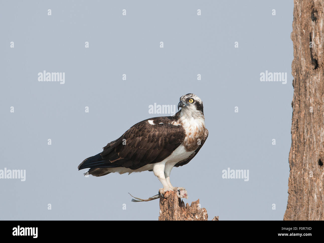 Fischadler (Pandolion Haliaetus) in Nagarhole-Nationalpark, Indien Stockfoto