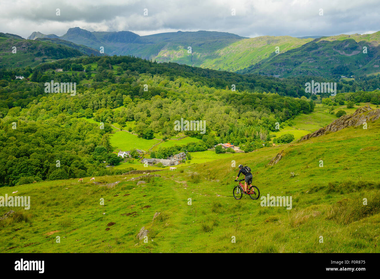 Weibliche Mountainbiker absteigend in Richtung wenig Langdale im Lake District mit Langdale Pikes auf die skyline Stockfoto