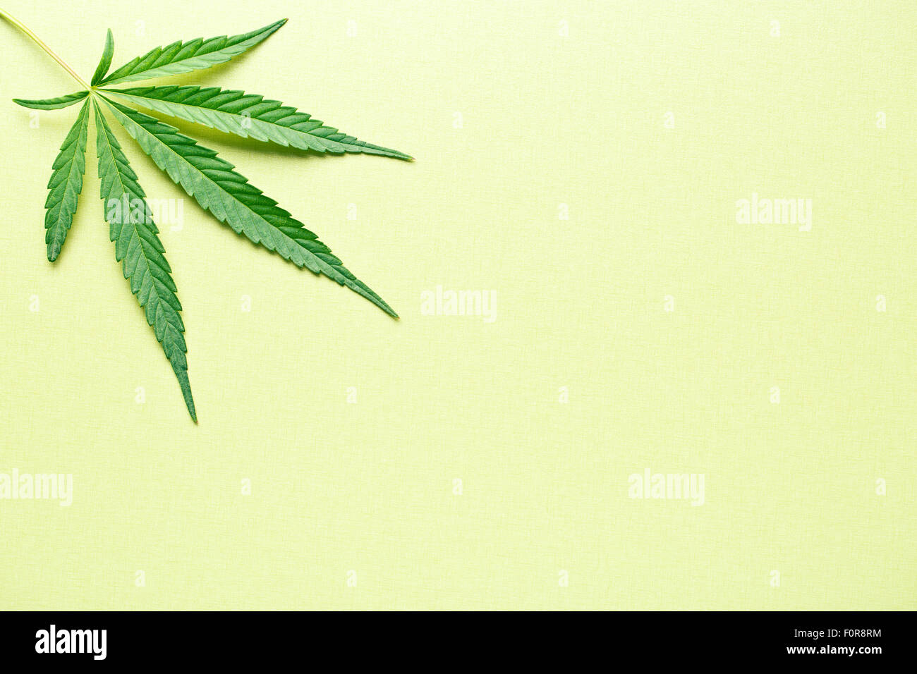 Cannabisblatt auf gelbem Hintergrund Stockfoto