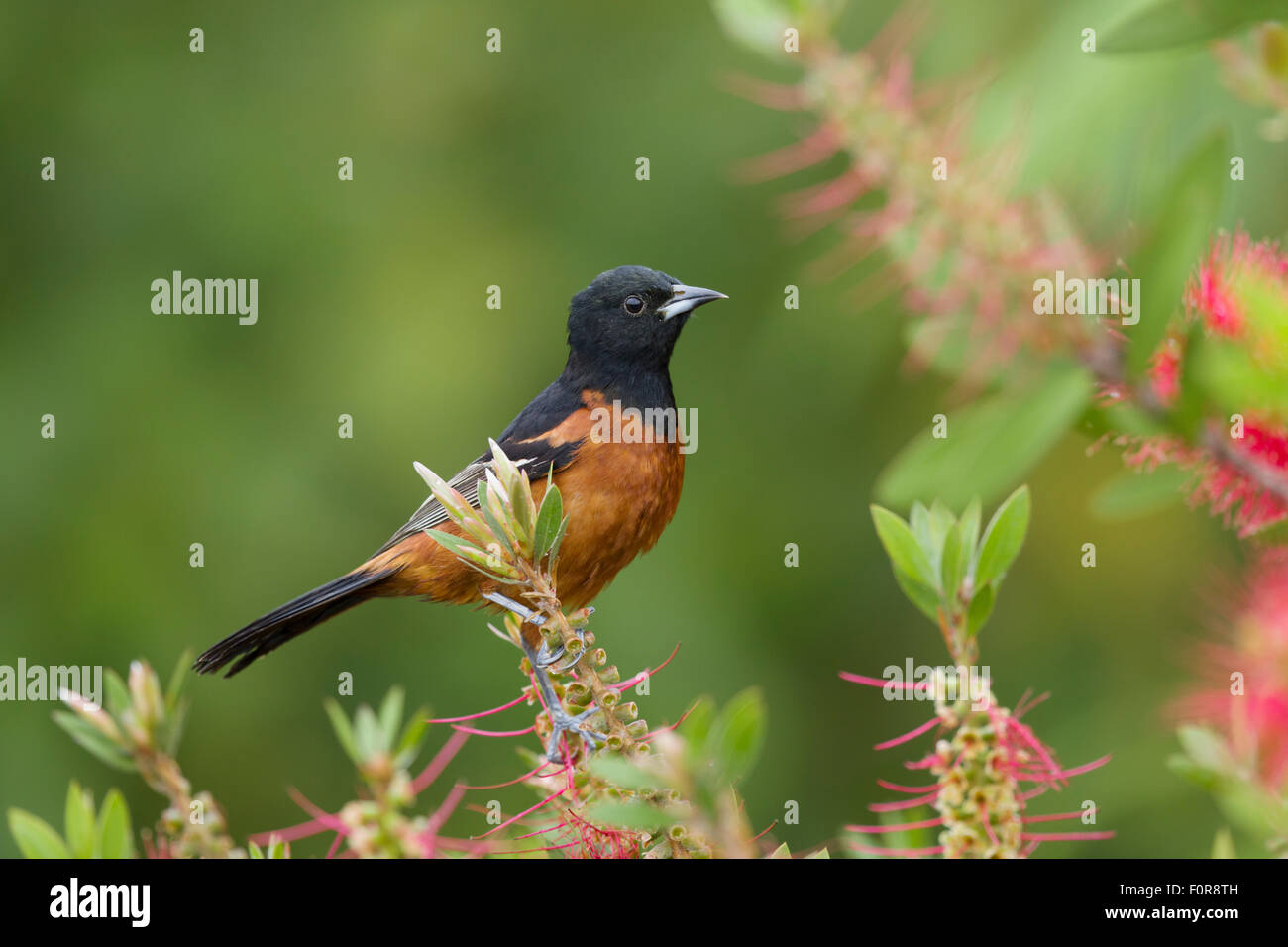 Obstgarten Pirol - männlich Fütterung auf Bottlebrush Blumen Ikterus Spurius Golfküste von Texas, USA BI027221 Stockfoto