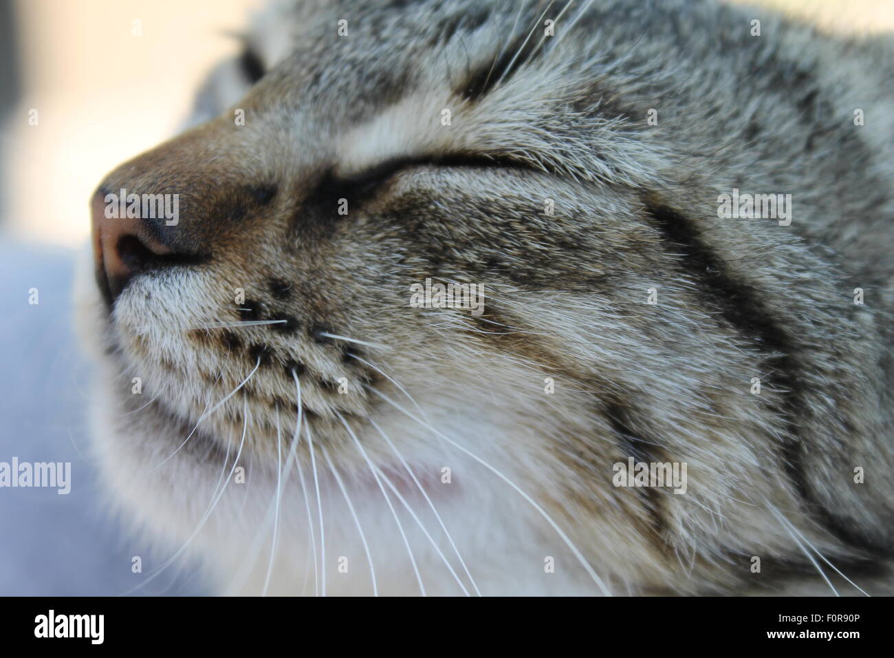schläfrige Katze Stockfoto