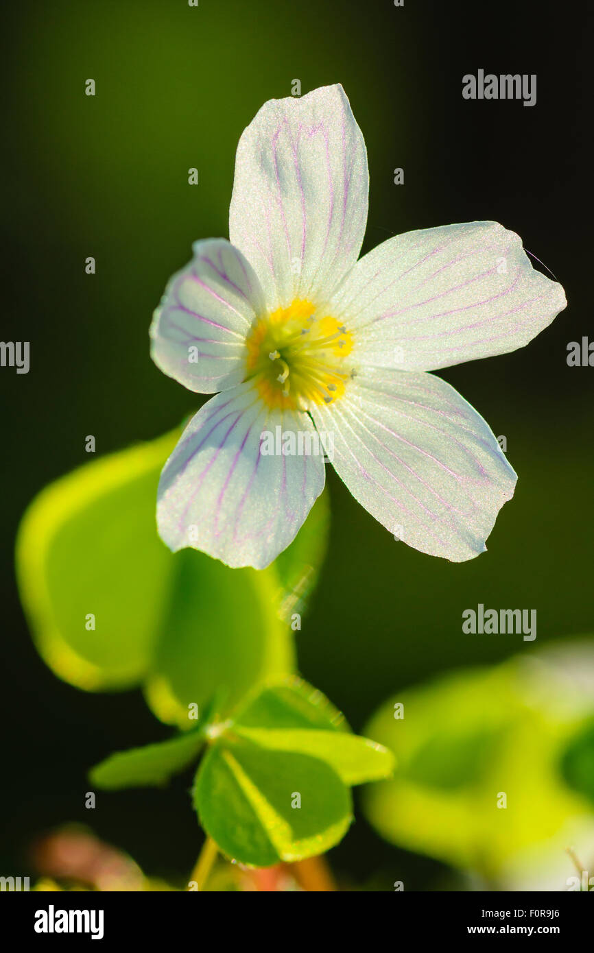 Sauerklee Oxalis Acetosella im englischen Lake District Stockfoto