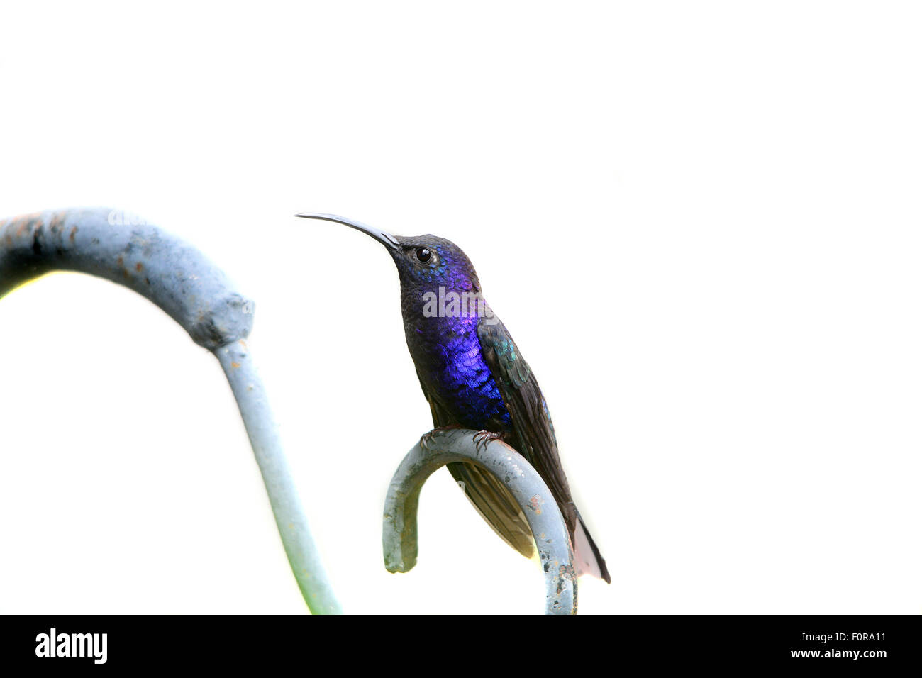 Wunderschöne violette Sabrewing (Campylopterus Hemileucurus) Kolibri eines der größten Kolibris in Zentral- und Süd amerik. Stockfoto