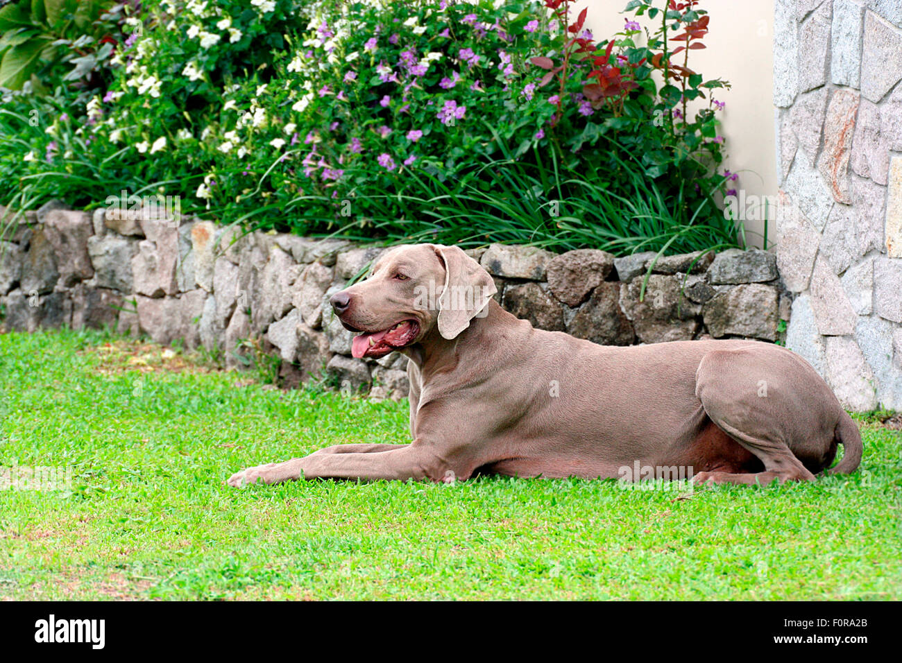Wunderschöne Weimaraner Hund Verlegung auf Rasen Stockfoto