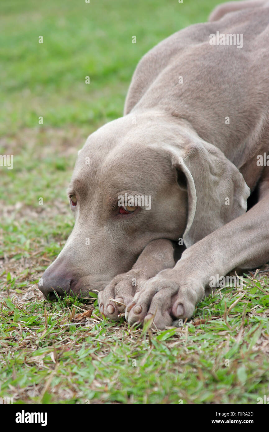 Weimaraner Hund ruht im Freien auf dem Rasen Stockfoto