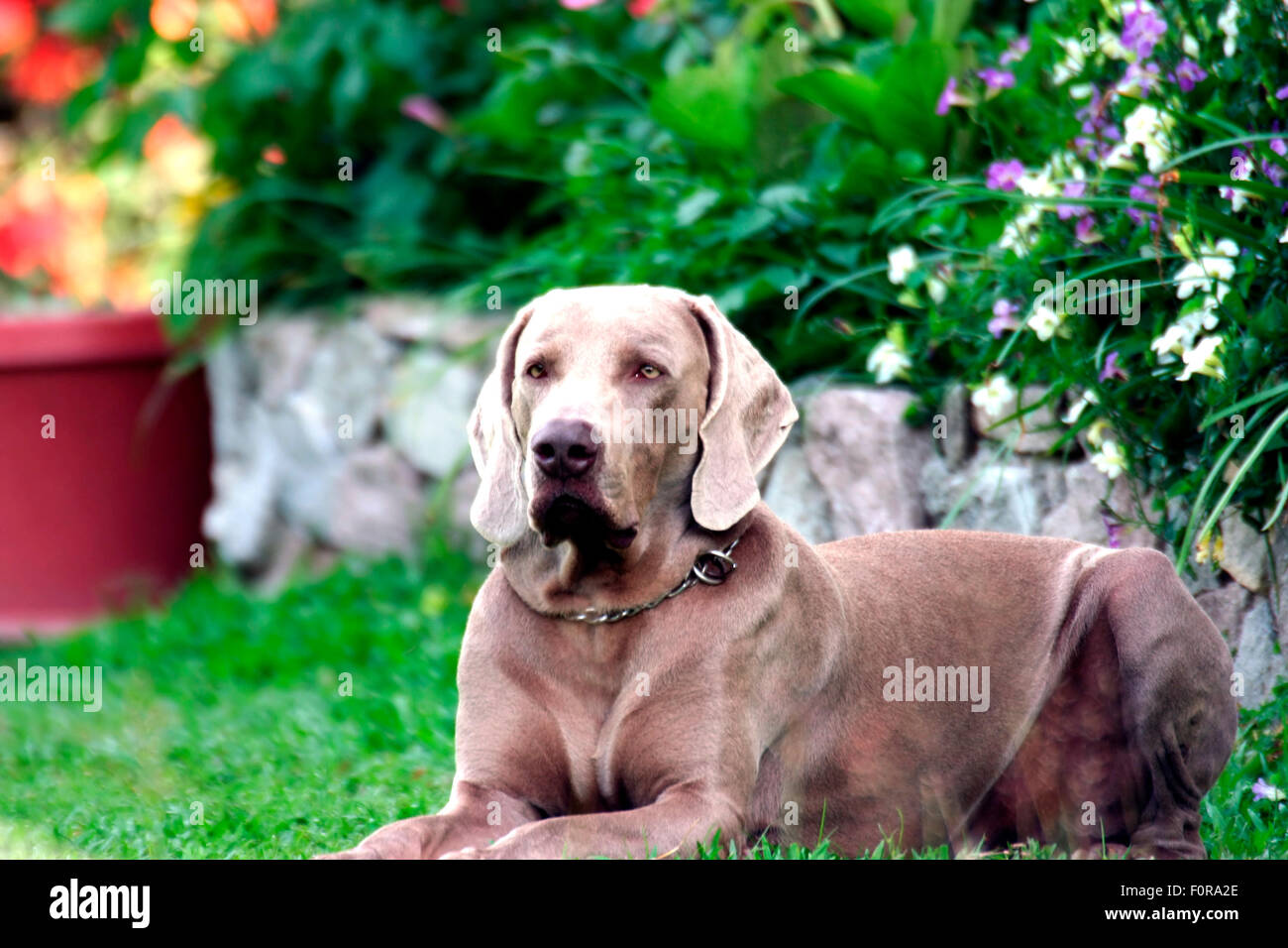 Schöne männliches Exemplar der Rasse Weimaraner Stockfoto